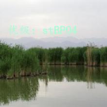 ʼ