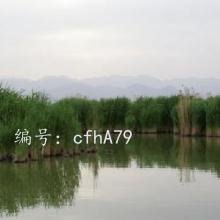 ͨ